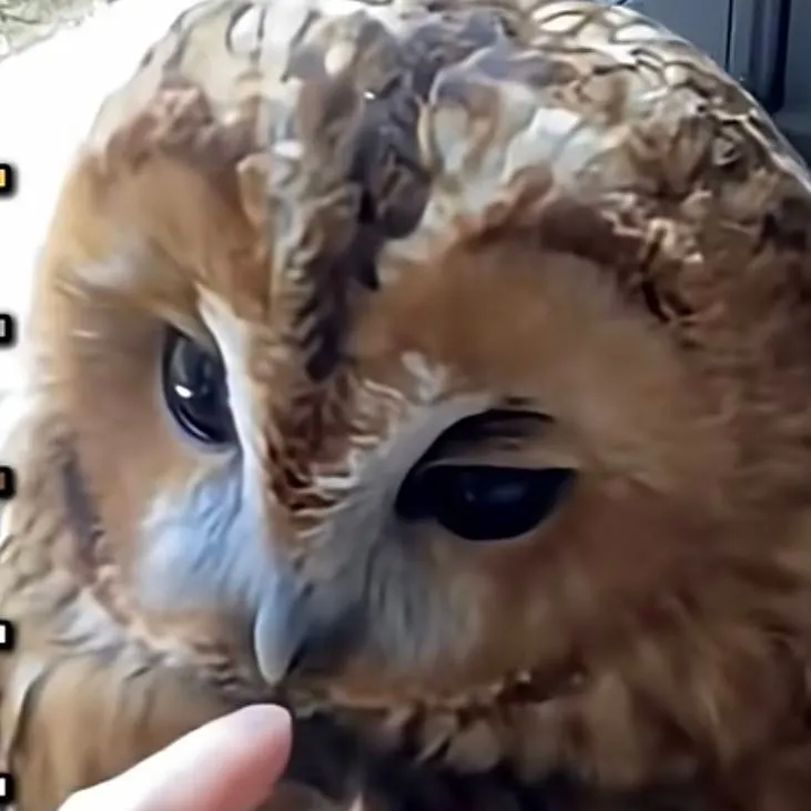 chat with ai character: owl