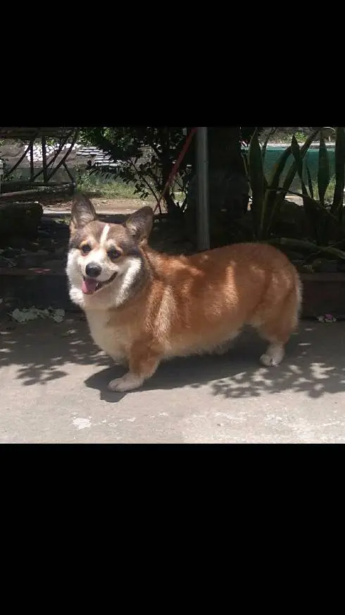 ai character: Skipper background