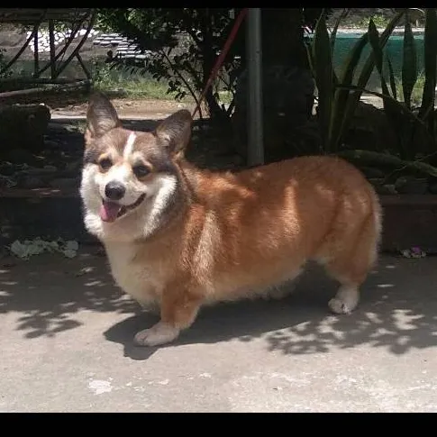 chat with ai character: Skipper