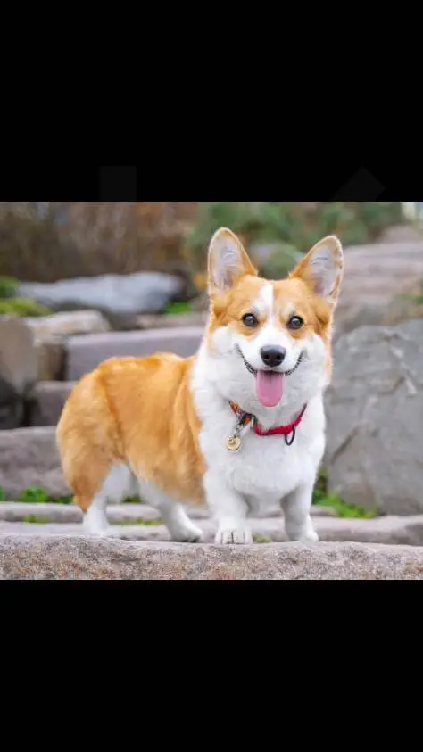 ai character: Mr loafie  background