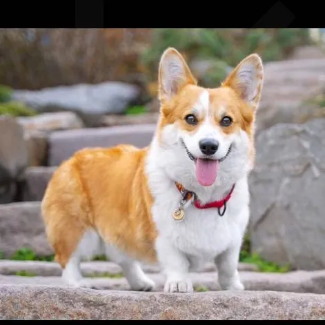 chat with ai character: Mr loafie 