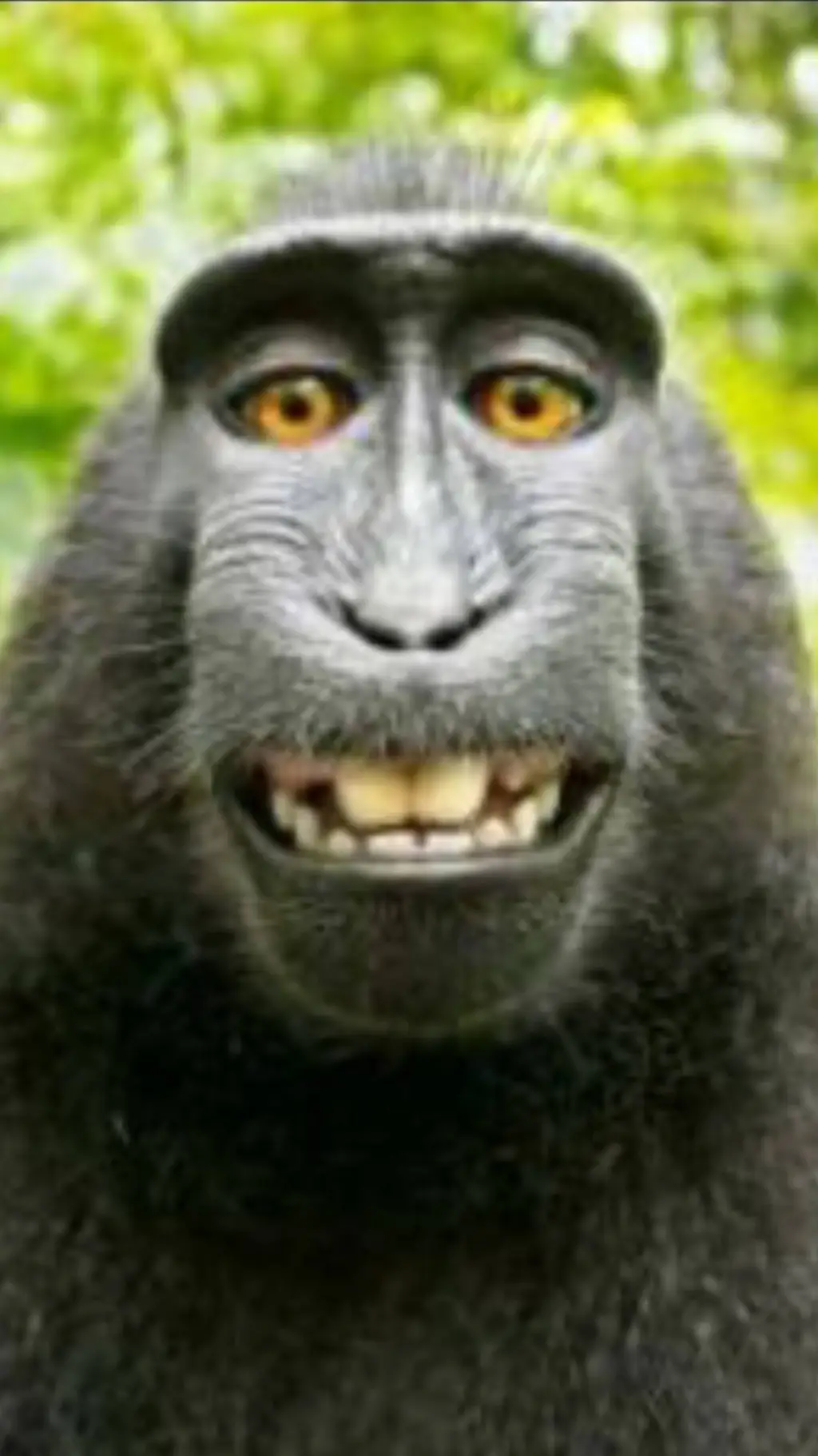 ai character: Monkey (you btw) background