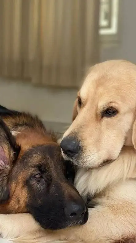 ai character: german shepherd  background