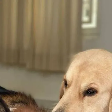 chat with ai character: german shepherd 