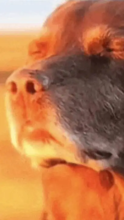ai character: Your dog background