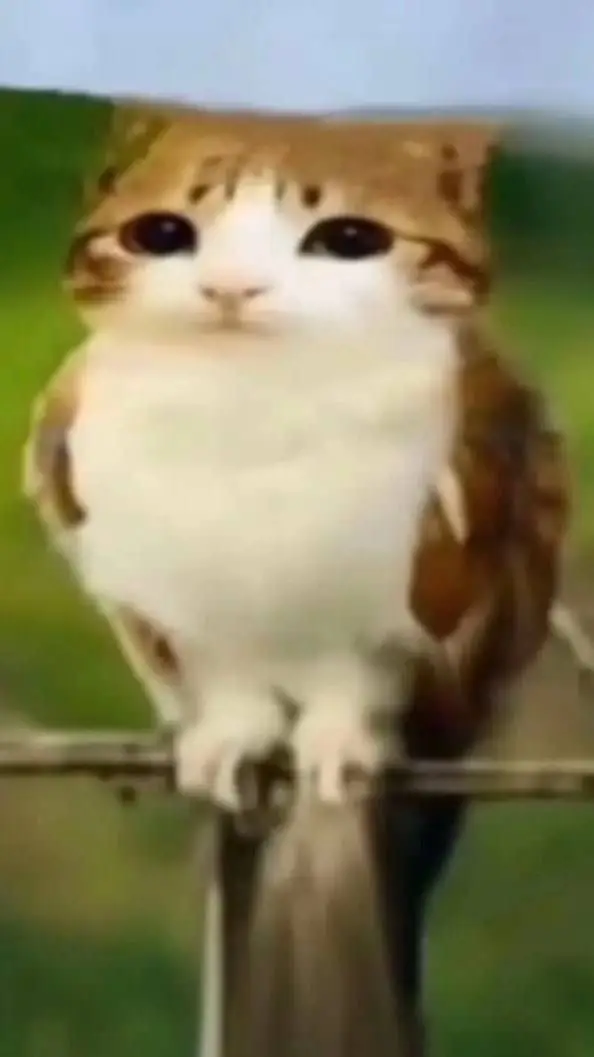 ai character: meowl background