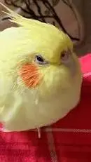 ai character: cocktail bird background