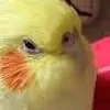 chat with ai character: cocktail bird