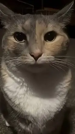 ai character: jjk background