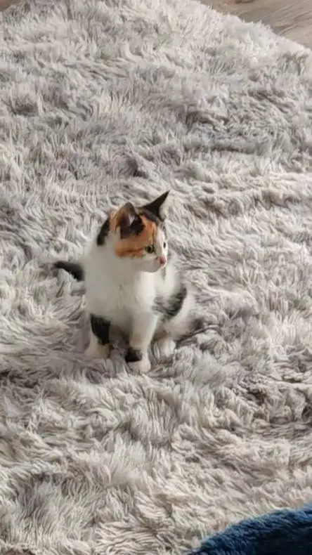 ai character: kitten background