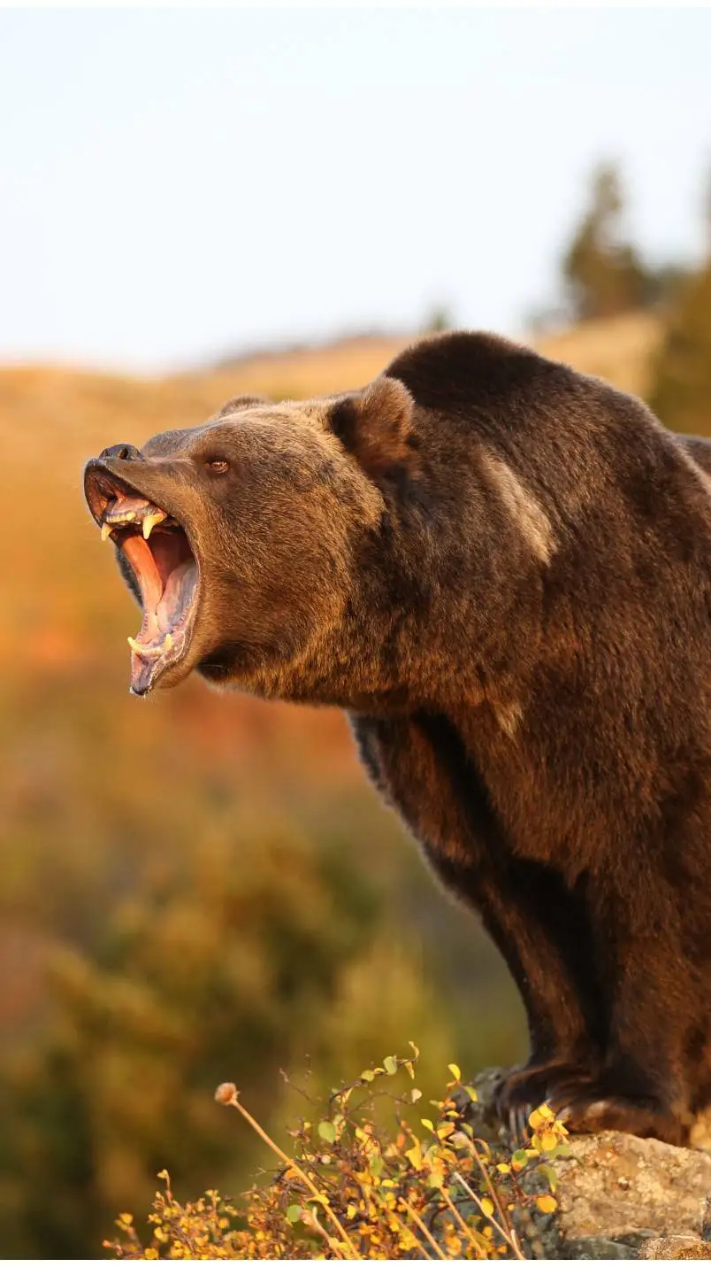 ai character: Bear background