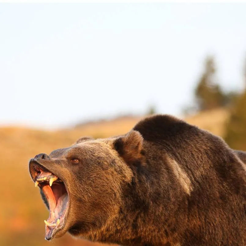 chat with ai character: Bear