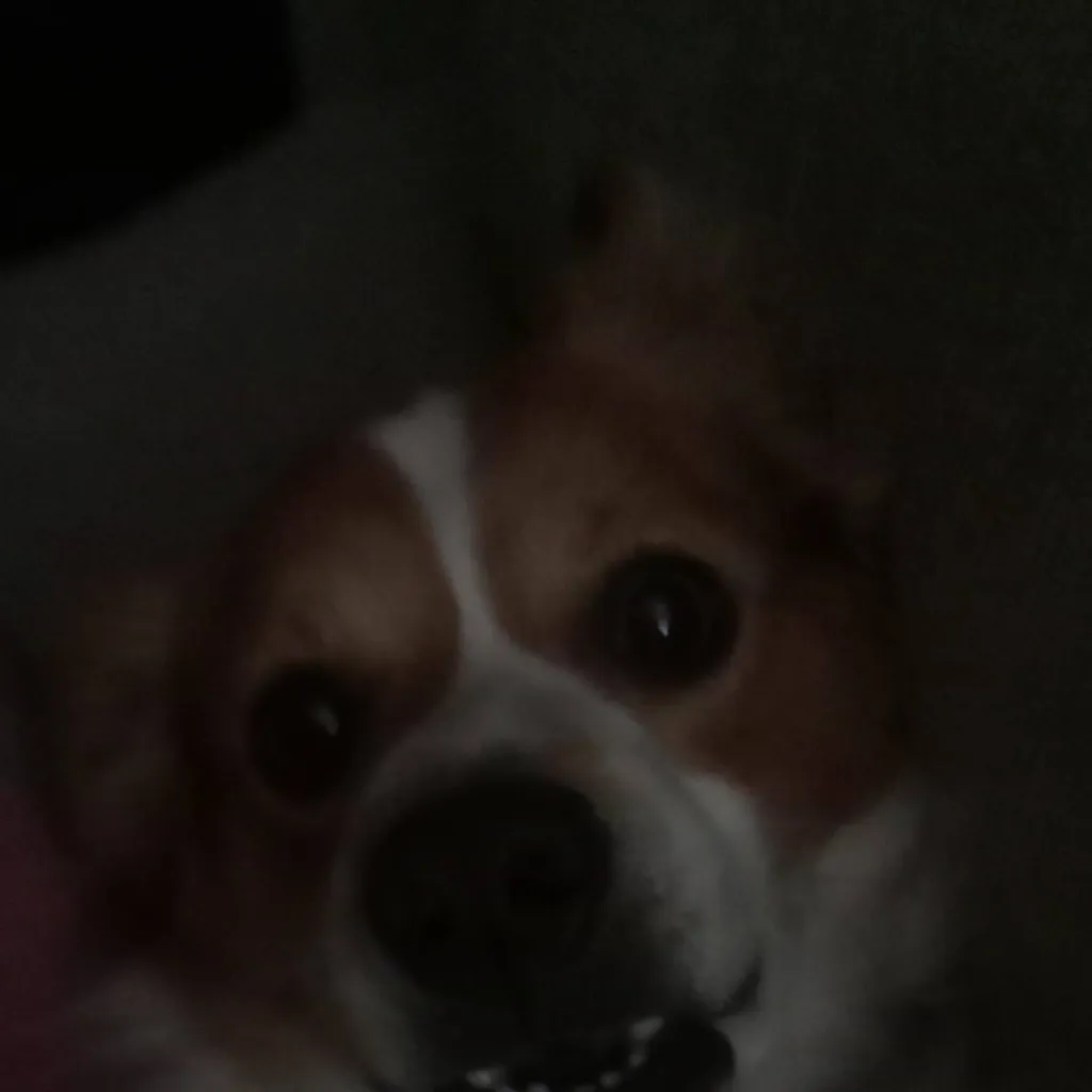 chat with ai character: rocket