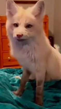 ai character: Linda background