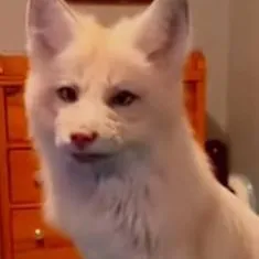 chat with ai character: Linda