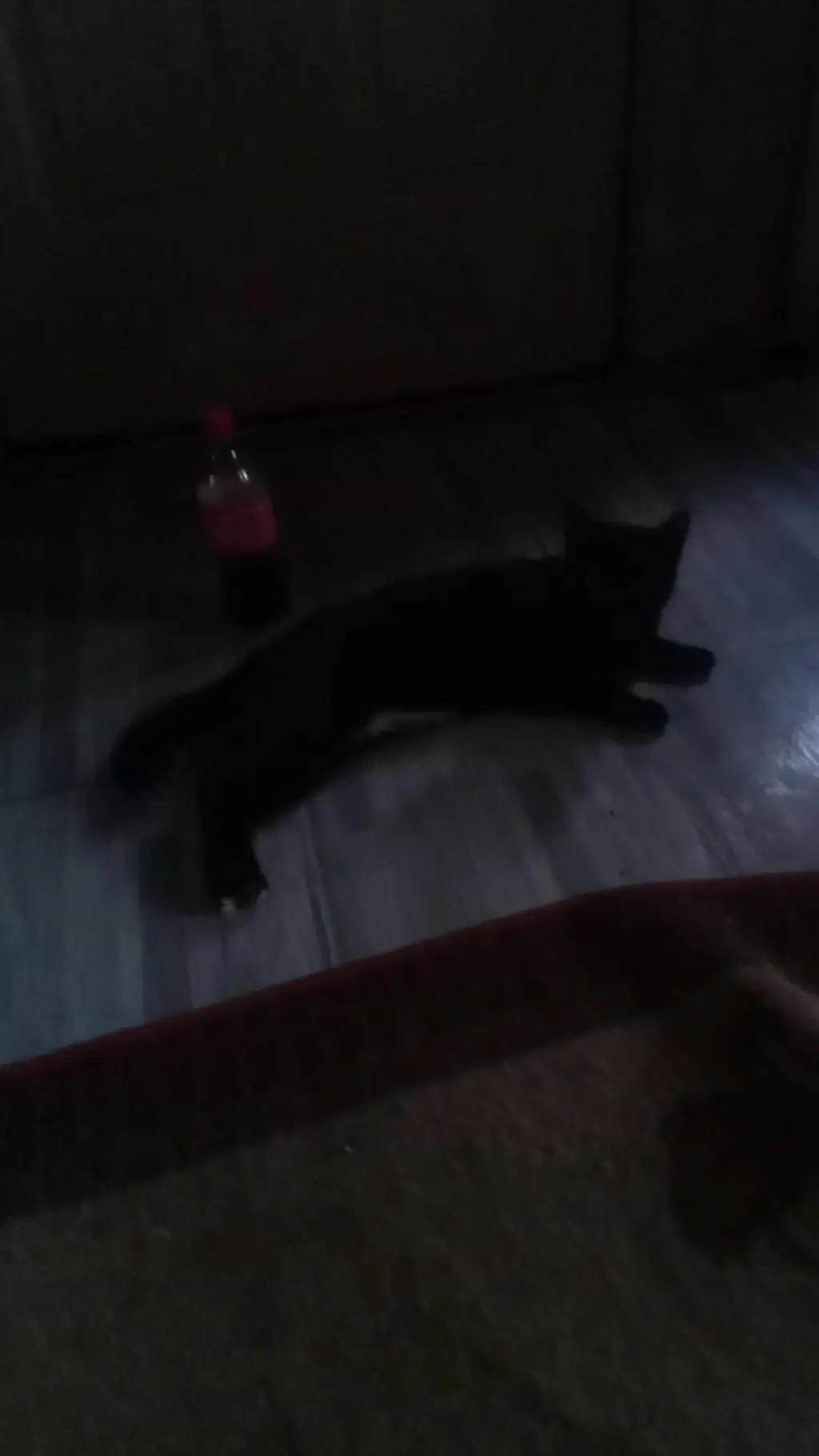 ai character: shadow background