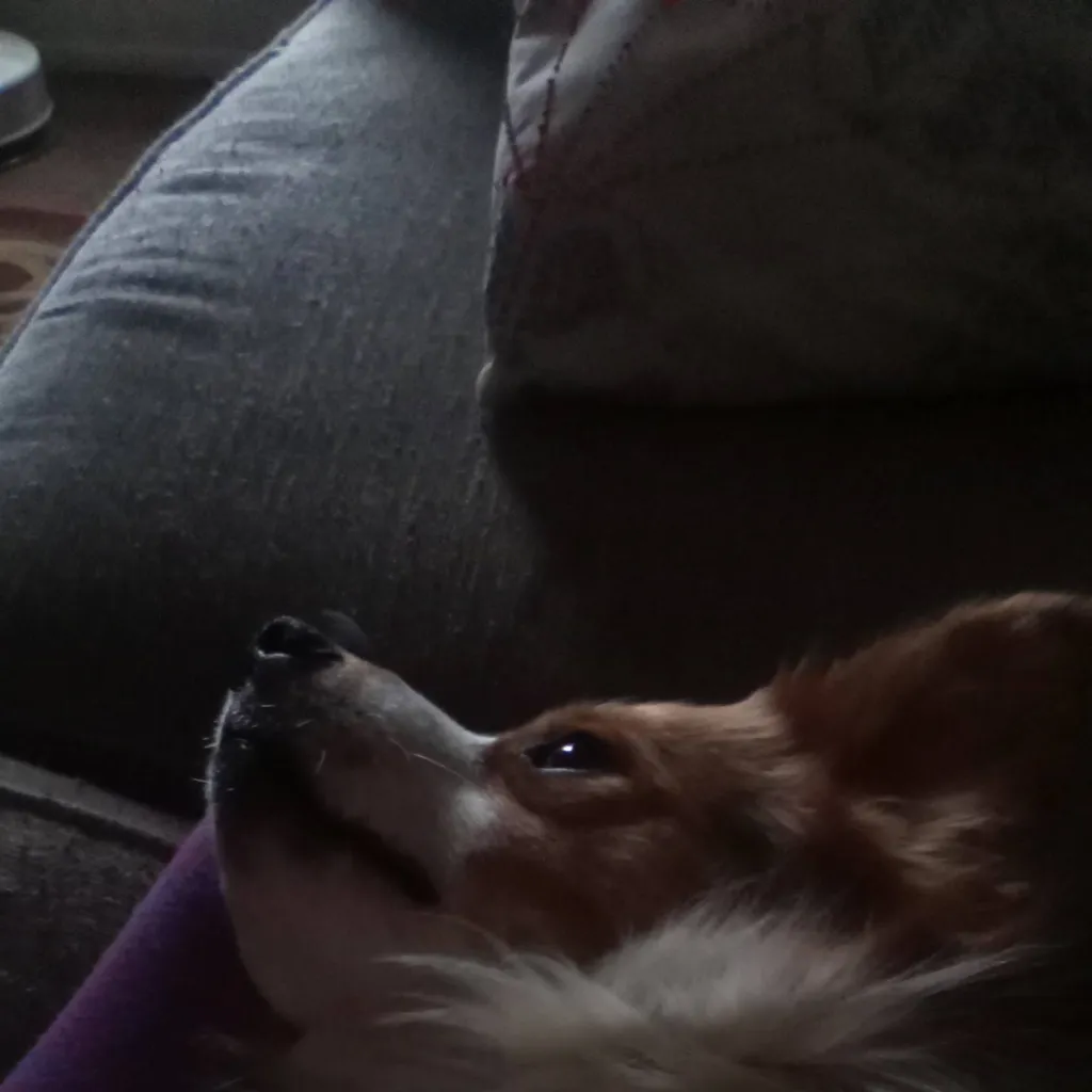 chat with ai character: rocket