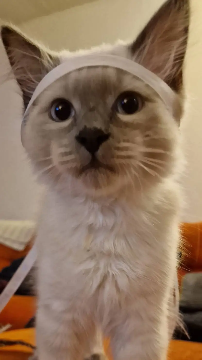 ai character: biscuit background