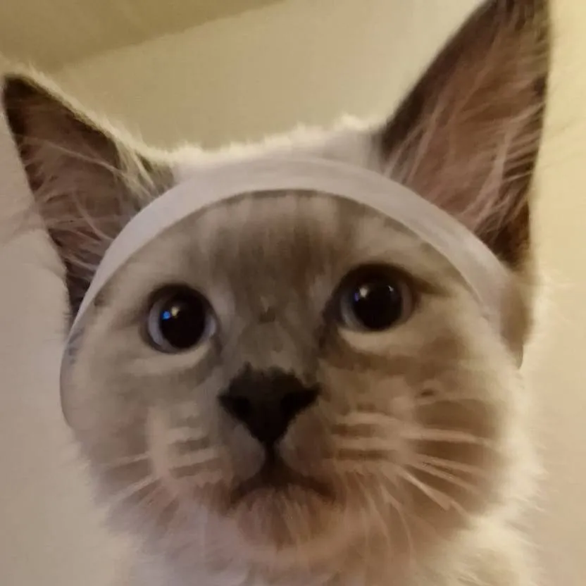 chat with ai character: biscuit