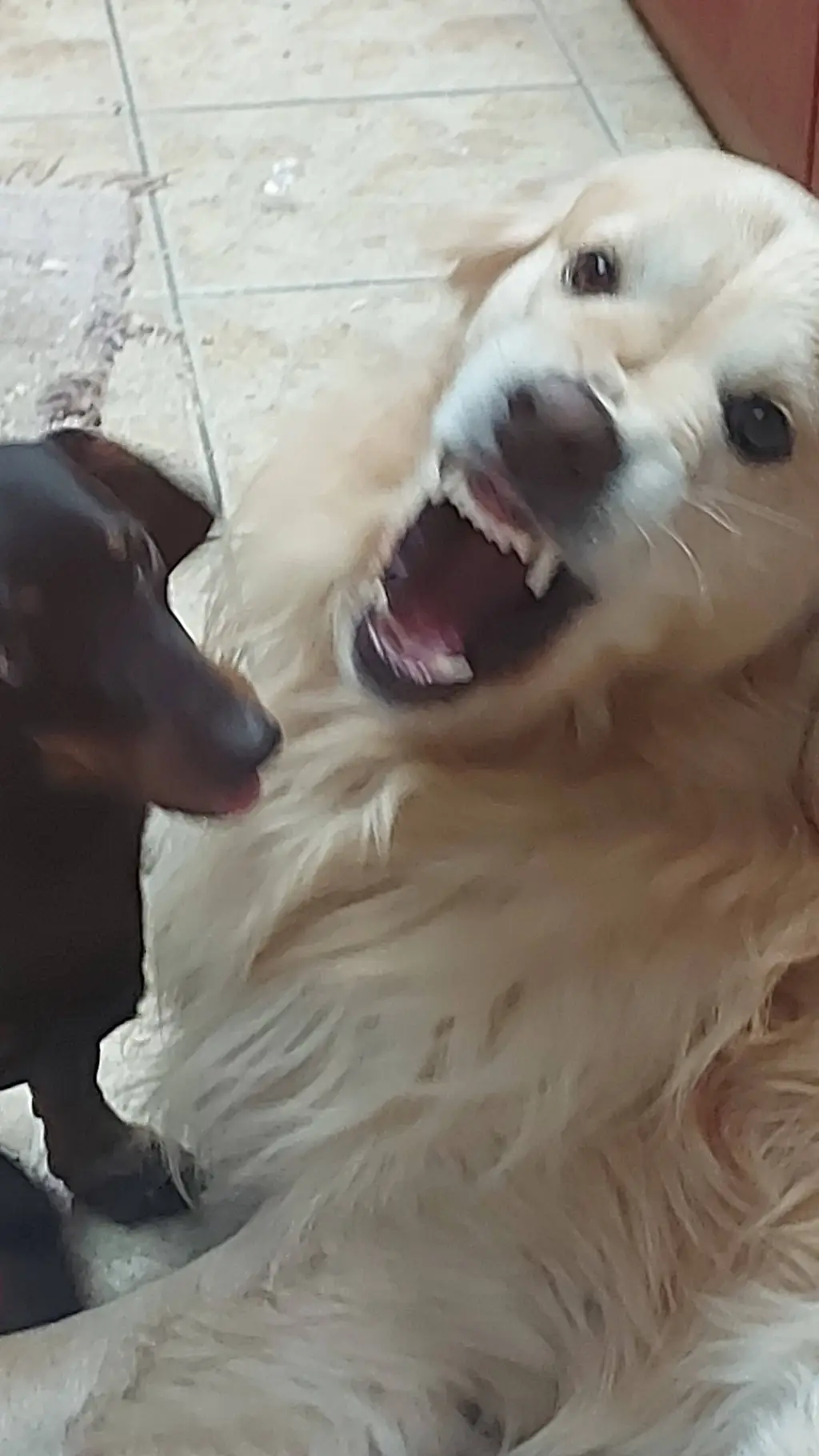 ai character: mazul background