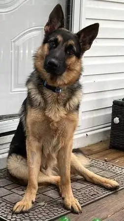 ai character: German Shepherd background