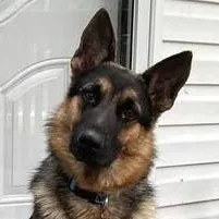 chat with ai character: German Shepherd
