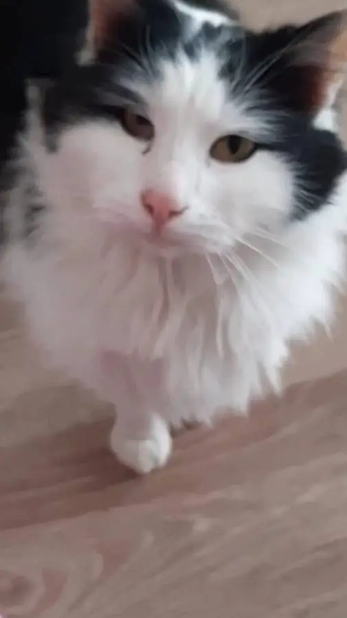 ai character: Gizmo Cat background