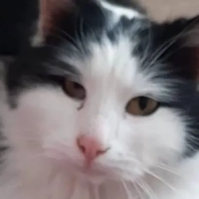 chat with ai character: Gizmo Cat