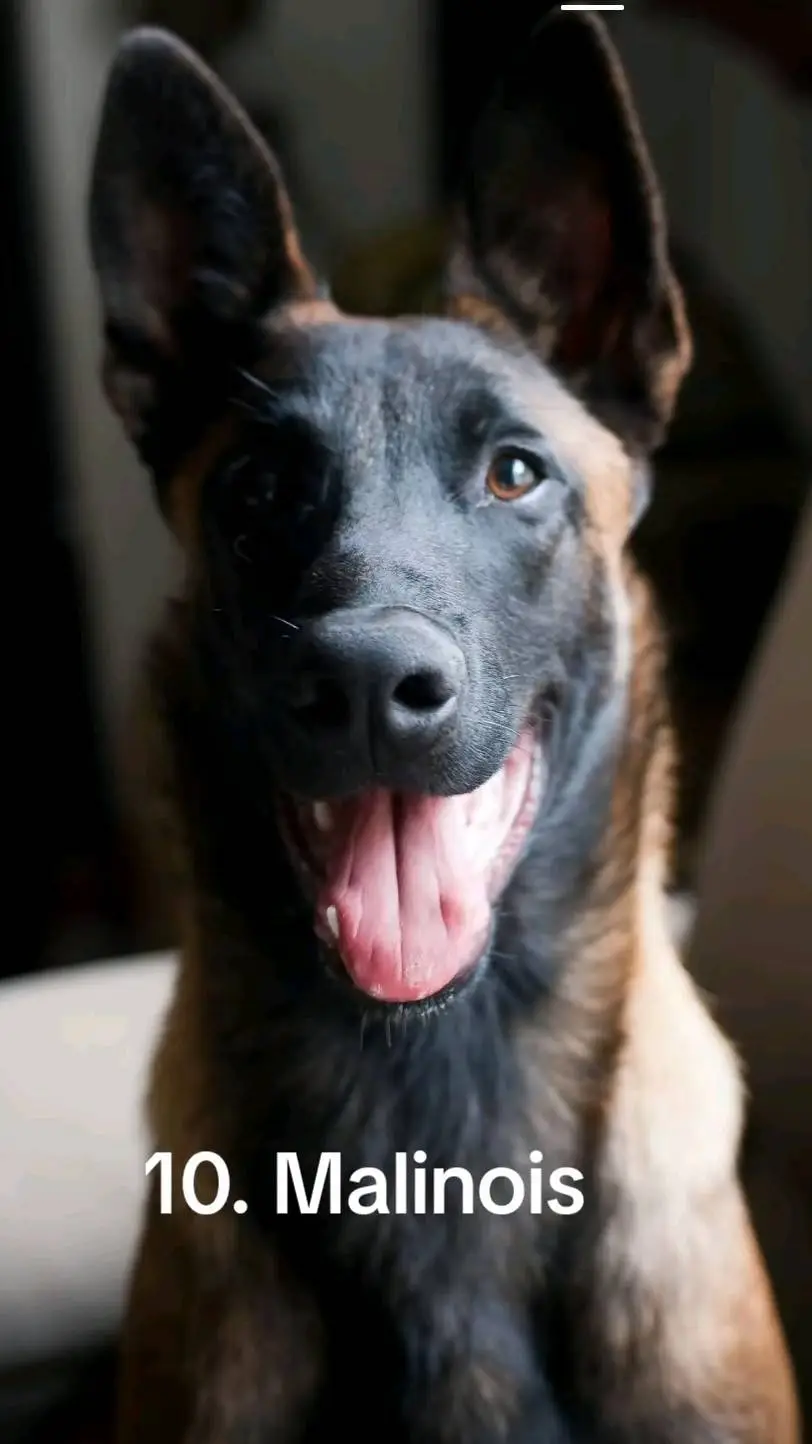 ai character: Belgian Malinois background