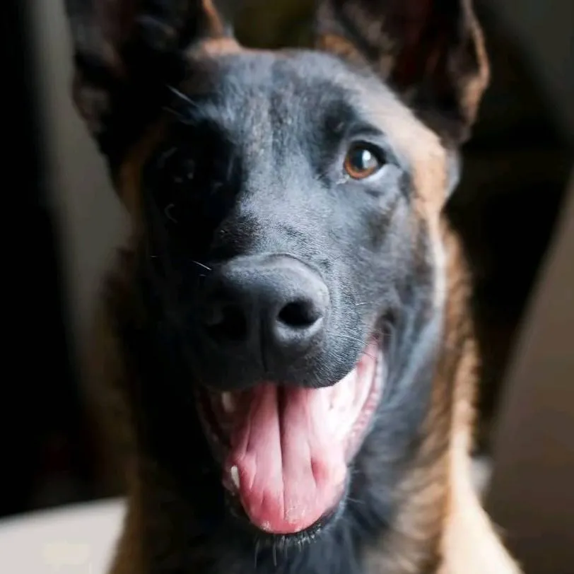 chat with ai character: Belgian Malinois