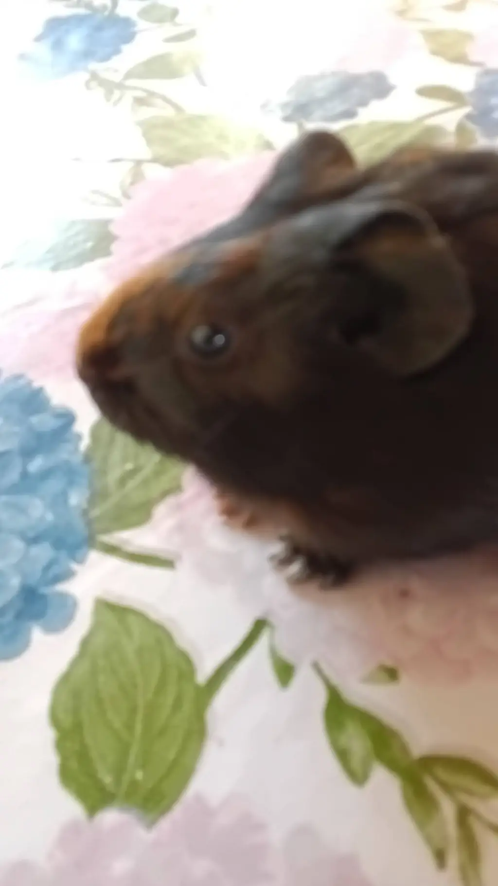 Talkie AI - Chat with Sr capra