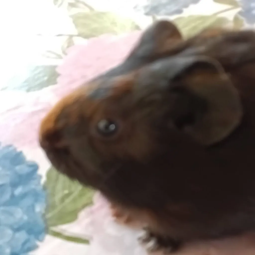 chat with ai character: Sr capra