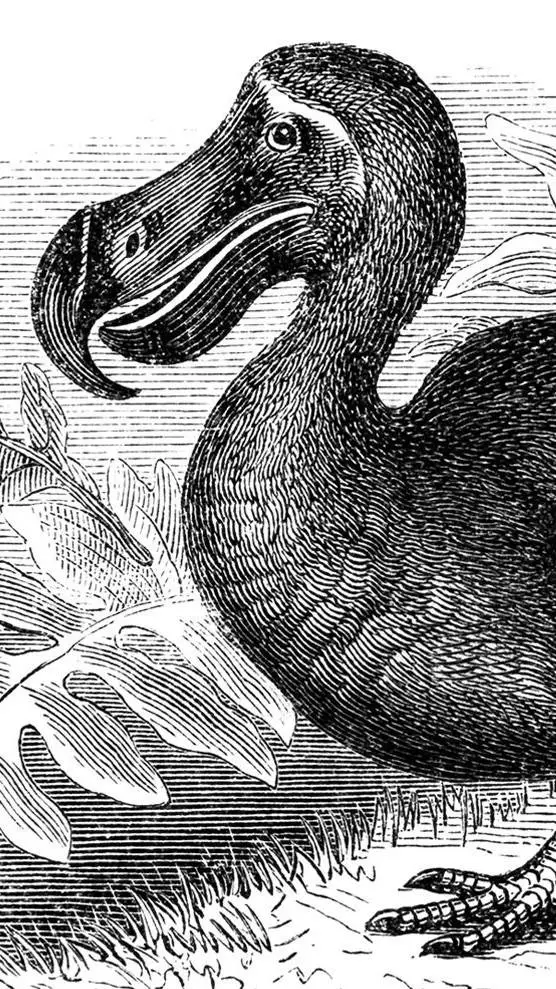 ai character: dodo bird background