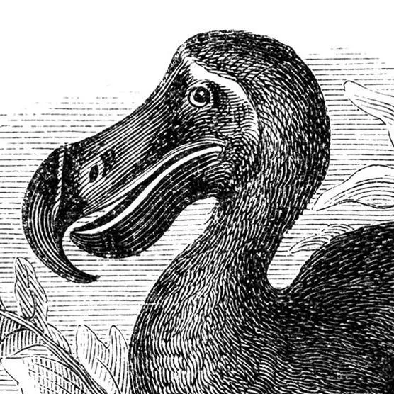 chat with ai character: dodo bird