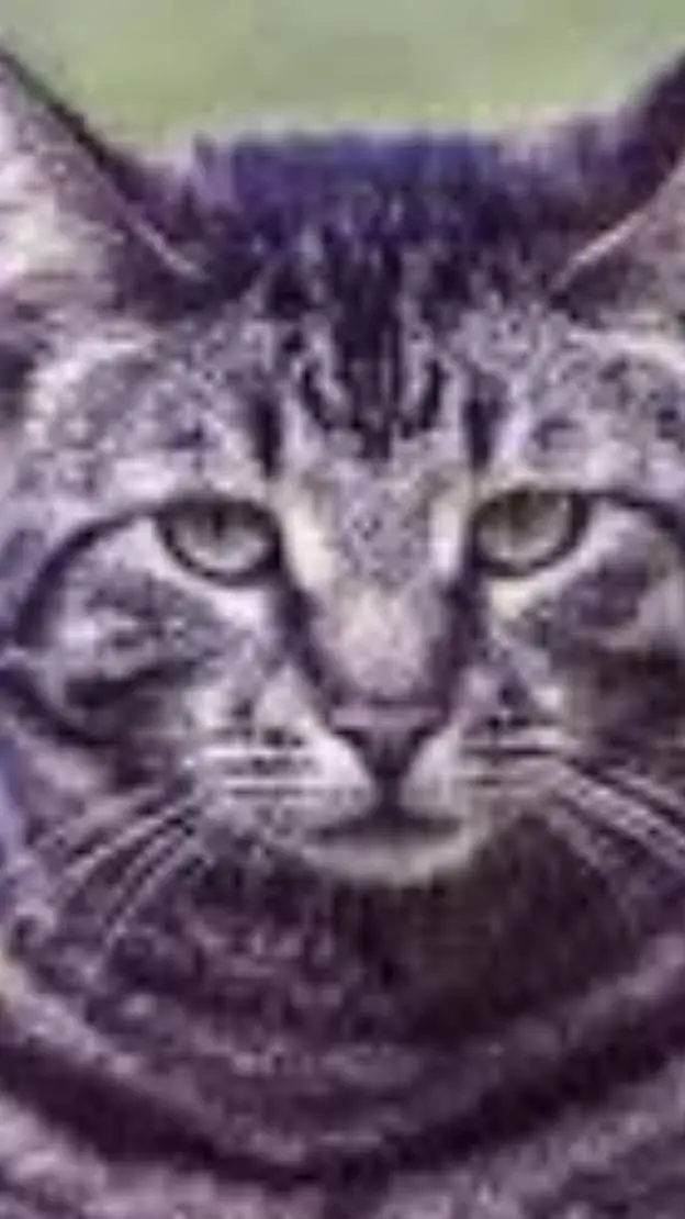 ai character: beautiful cat background