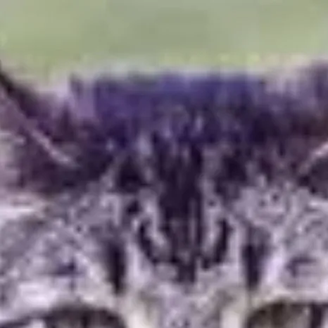 chat with ai character: beautiful cat