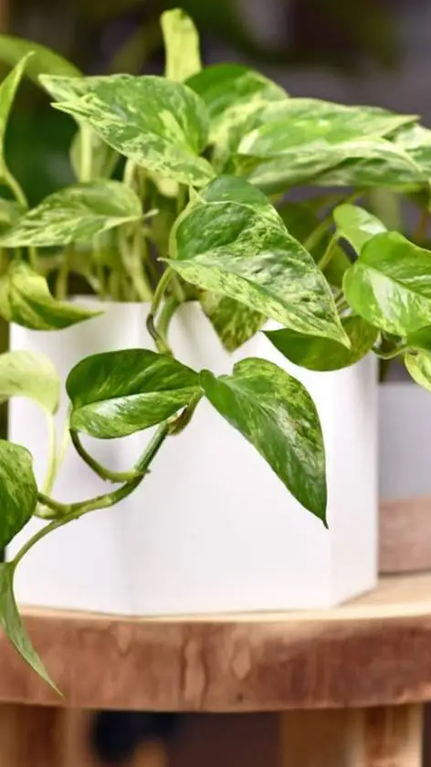 ai character: Plant background