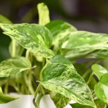 chat with ai character: Plant