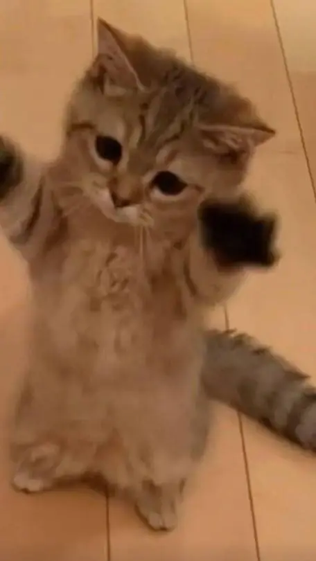 ai character: cat background