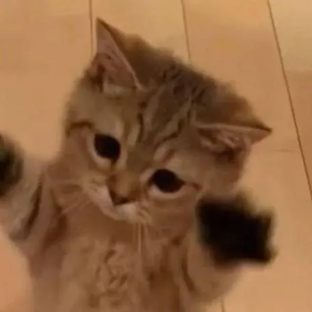 chat with ai character: cat