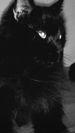 ai character: cat background