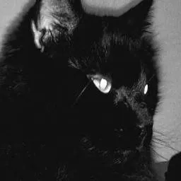 chat with ai character: cat