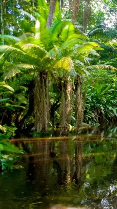 ai character: Amazon Rainforest background