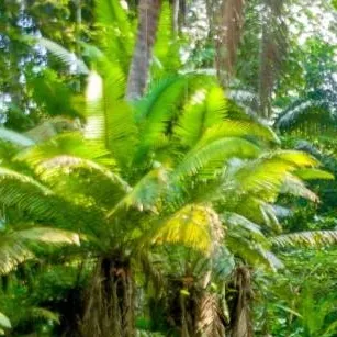 chat with ai character: Amazon Rainforest