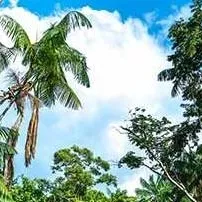 chat with ai character: Amazon rainforest2