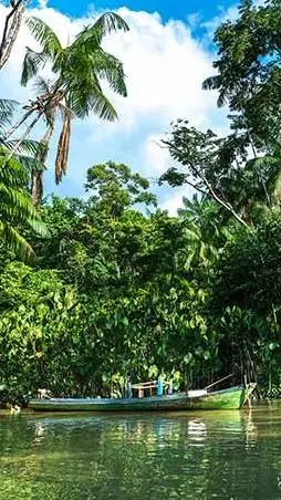 ai character: Amazon rainforest2 background