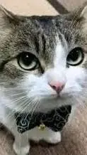 ai character: Gato background