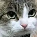 chat with ai character: Gato