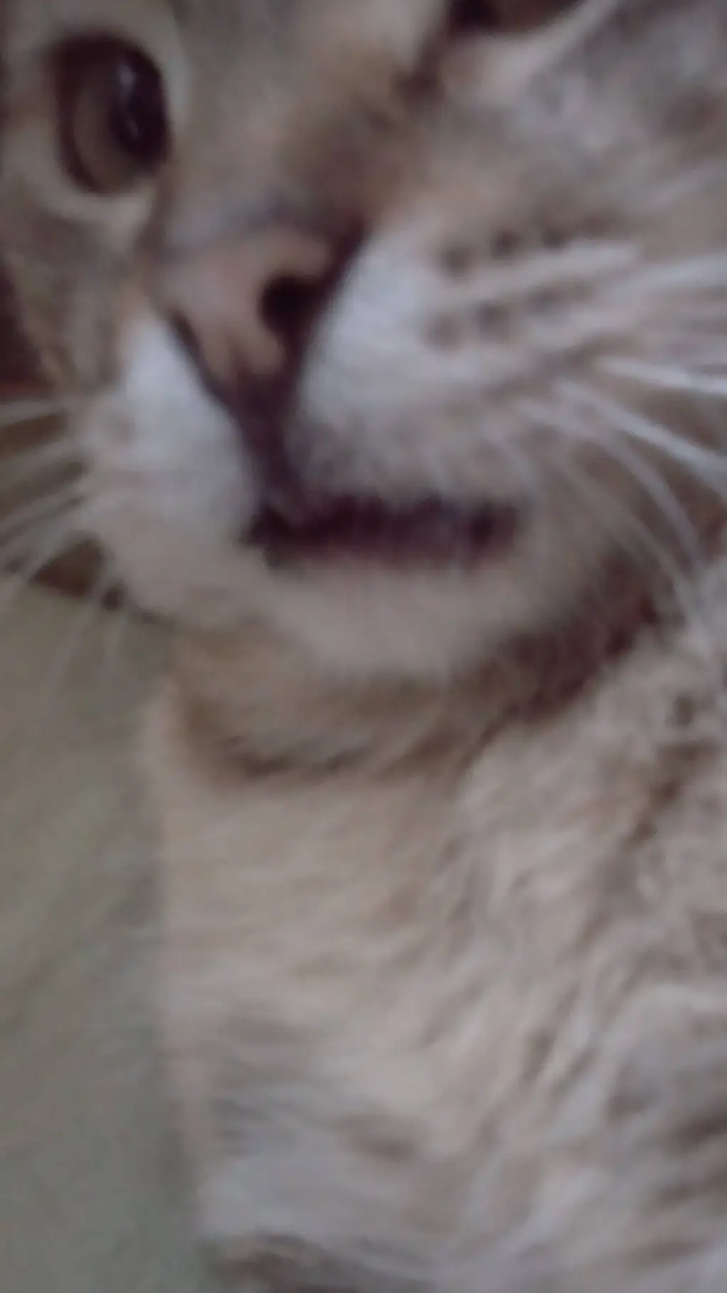 ai character: mean kitty😔 background