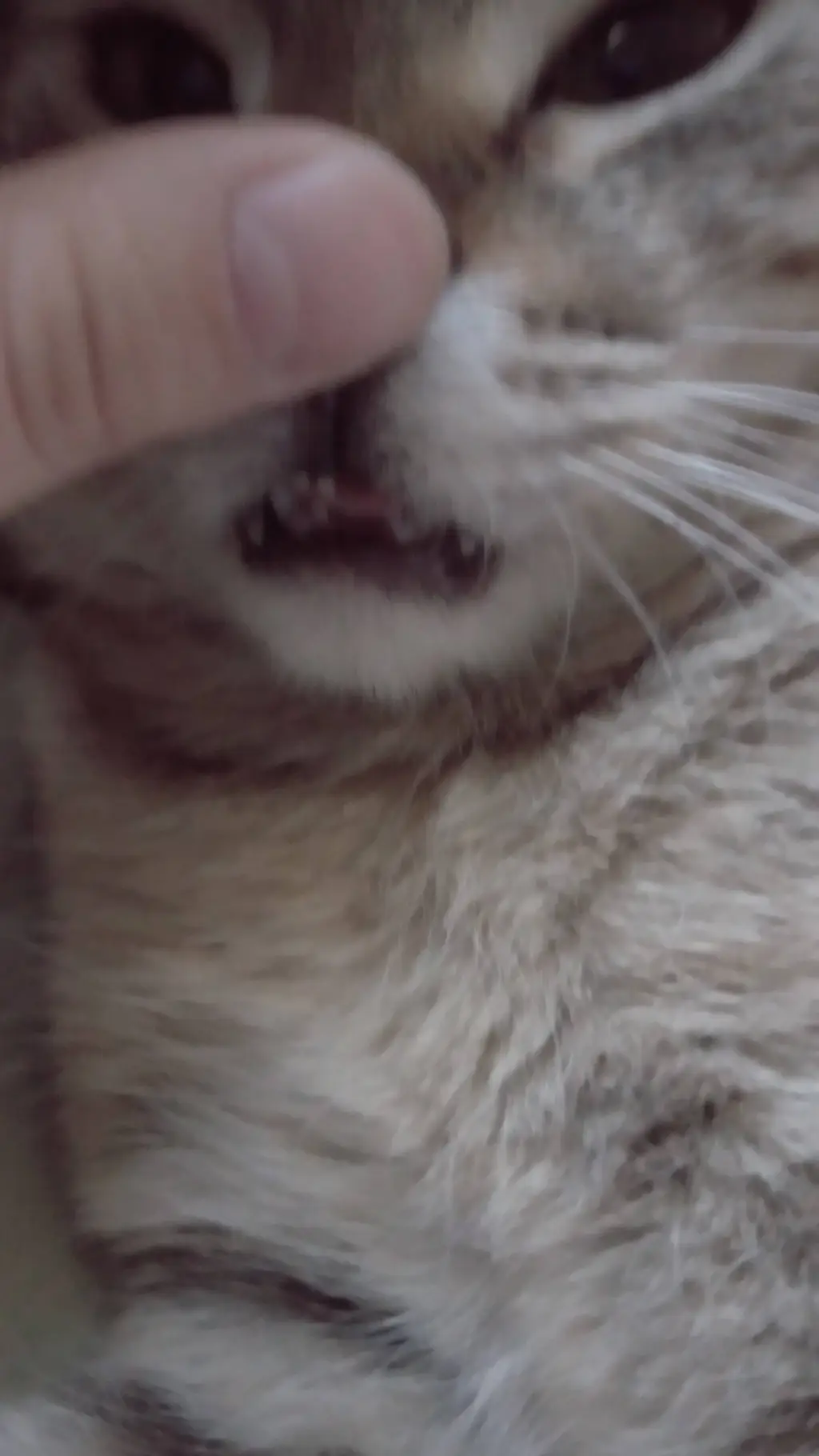 ai character: EVILKITTYGOTSTRONG background